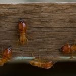 Termite Control in Hampstead, North Carolina