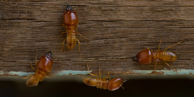 Termite Control in Topsail Beach, North Carolina