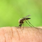 Mosquito Control in Hampstead, North Carolina