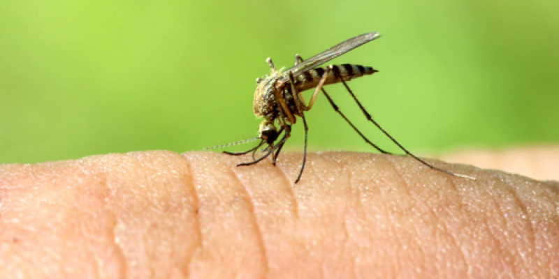 Mosquito Control in Hampstead, North Carolina