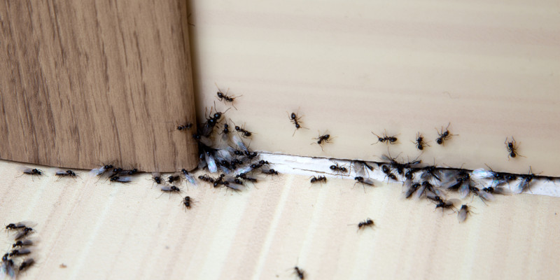 Ant Control in Hampstead, North Carolina