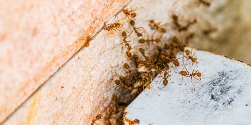 Commercial Ant Control in Topsail Beach, North Carolina