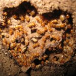 Commercial Termite Control