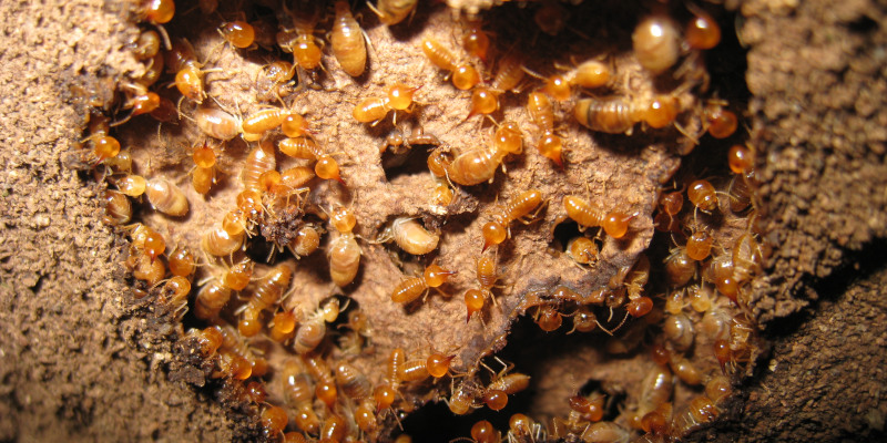 Commercial Termite Control in Topsail Beach, North Carolina