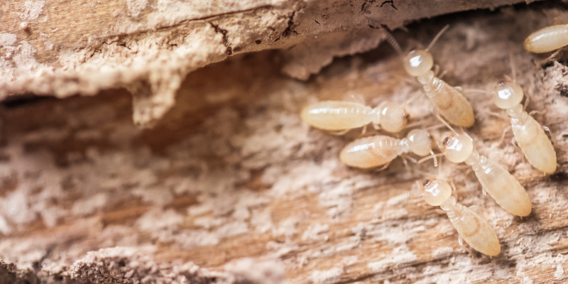 Termite Emergency in Hampstead, North Carolina
